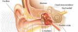 Lectura para pacientes Información legal que asiste al futuro implantado coclear, leyes, Programa Médico Obligatotio – PMO – Abordaje Psicológico y Educacional en un programa […]